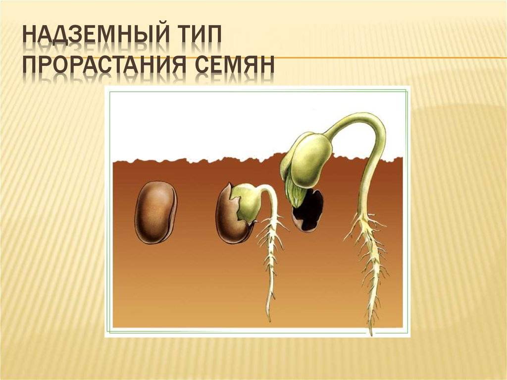 Прорастание семян, их расселение и значение | 6 класс | биология