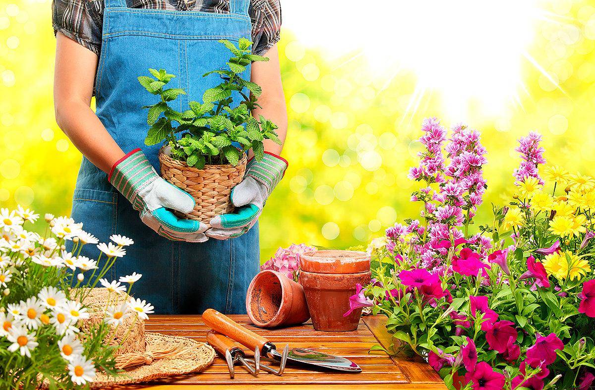 Выращивание цветов в квартире: с чего начать, советы для начинающих