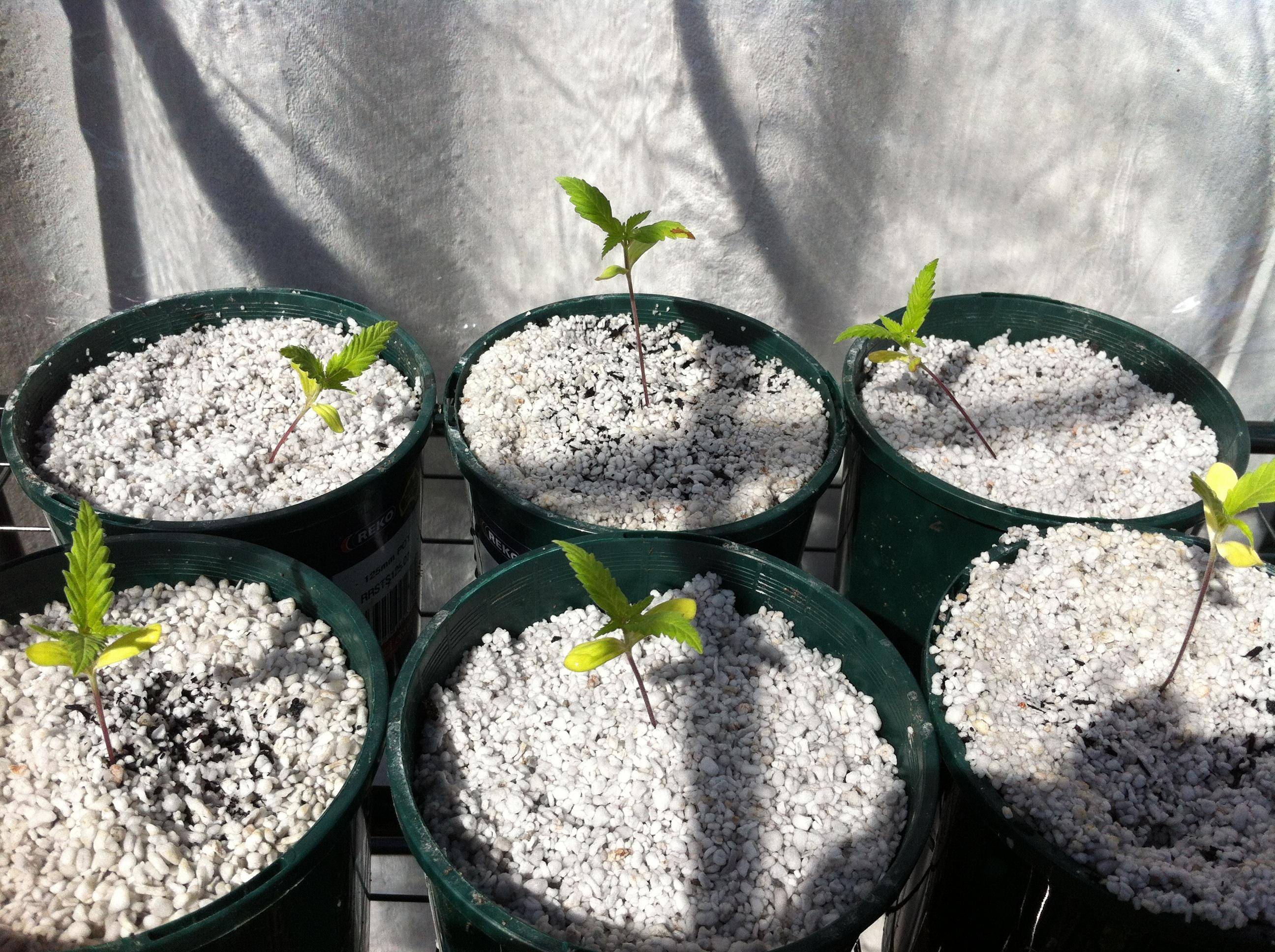 Цеолит для растений - компонент почвогрунта, где его взять и как подготовить