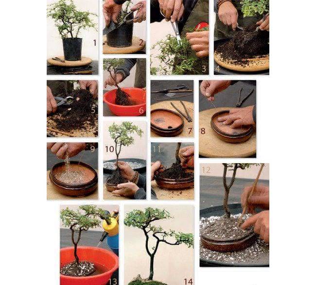 Как в комнатных условиях вырастить маленькое дерево бонсай