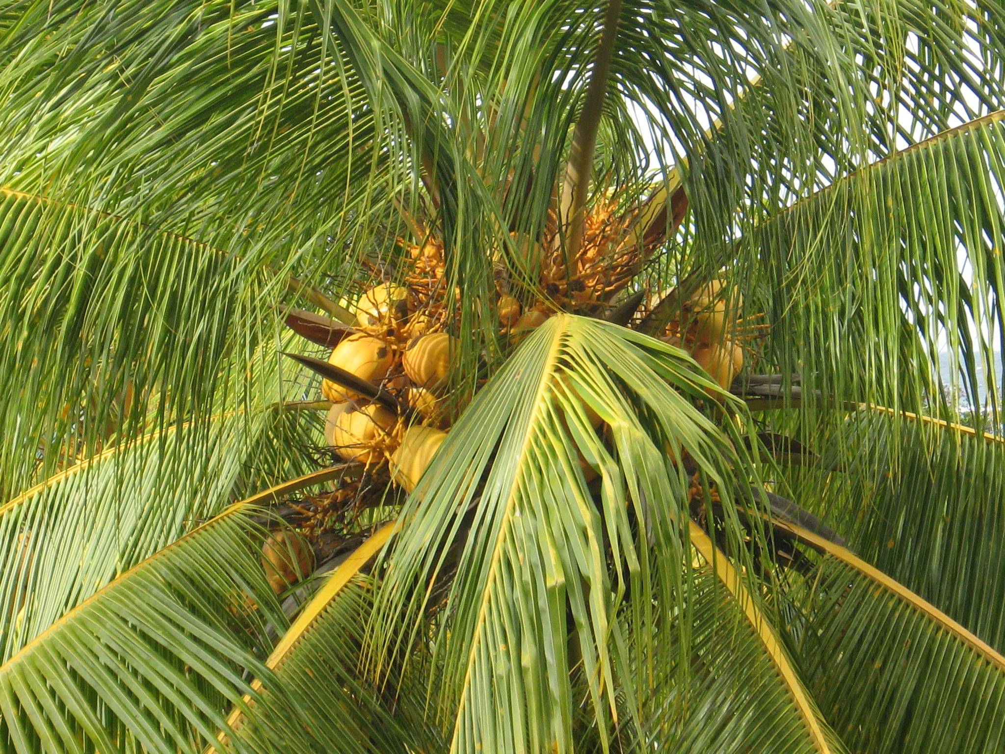 Как вырастить кокосовую пальму - древология - все о древесине, строительстве, ремонте, интерьере