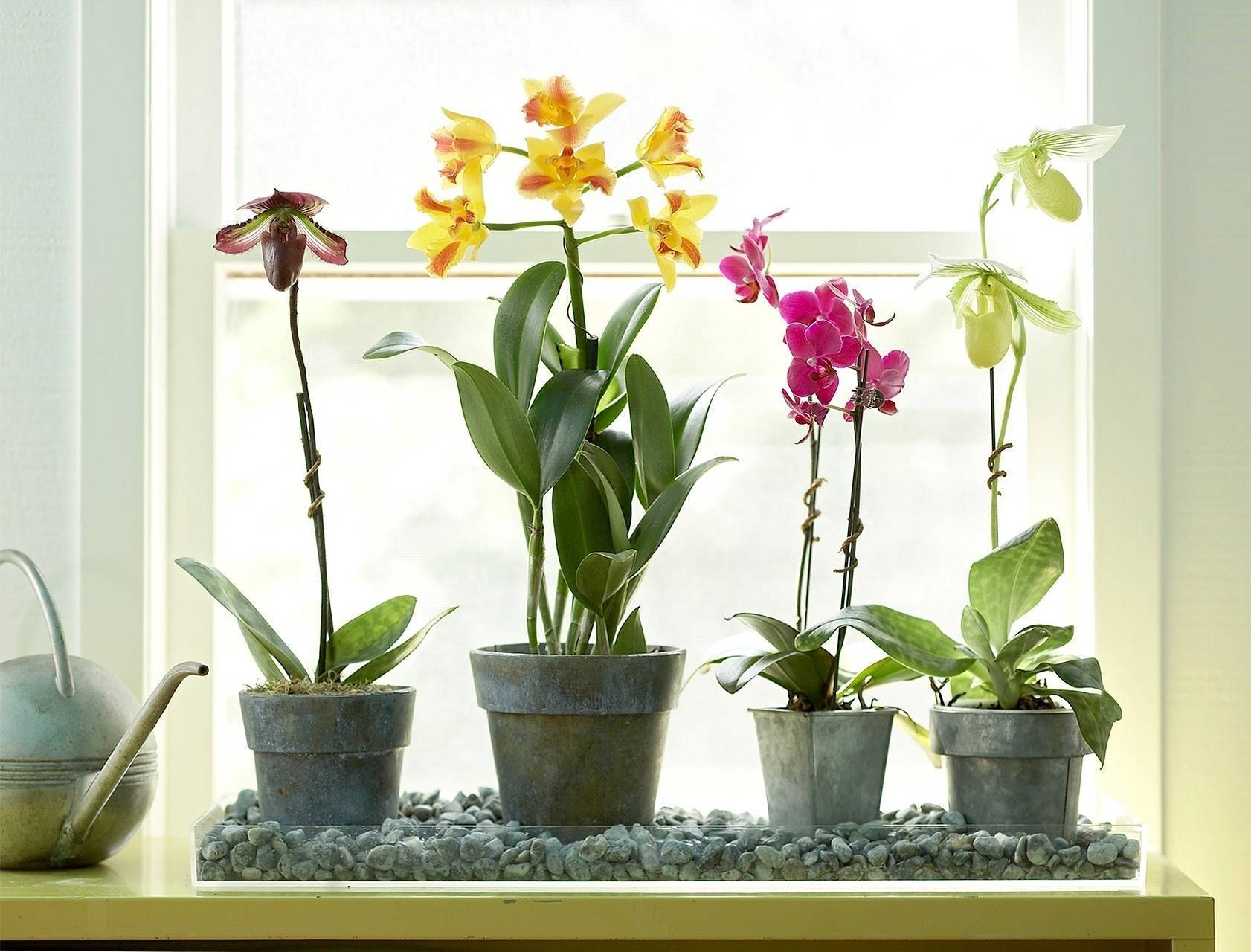 Цветок орхидея: народные приметы и суеверия для дома - можно ли держать в доме орхидею фаленопсис?