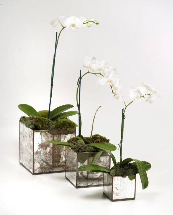 Кашпо для орхидей: каким прозрачным и непропускающим свет вариантам стоит отдать предпочтение?