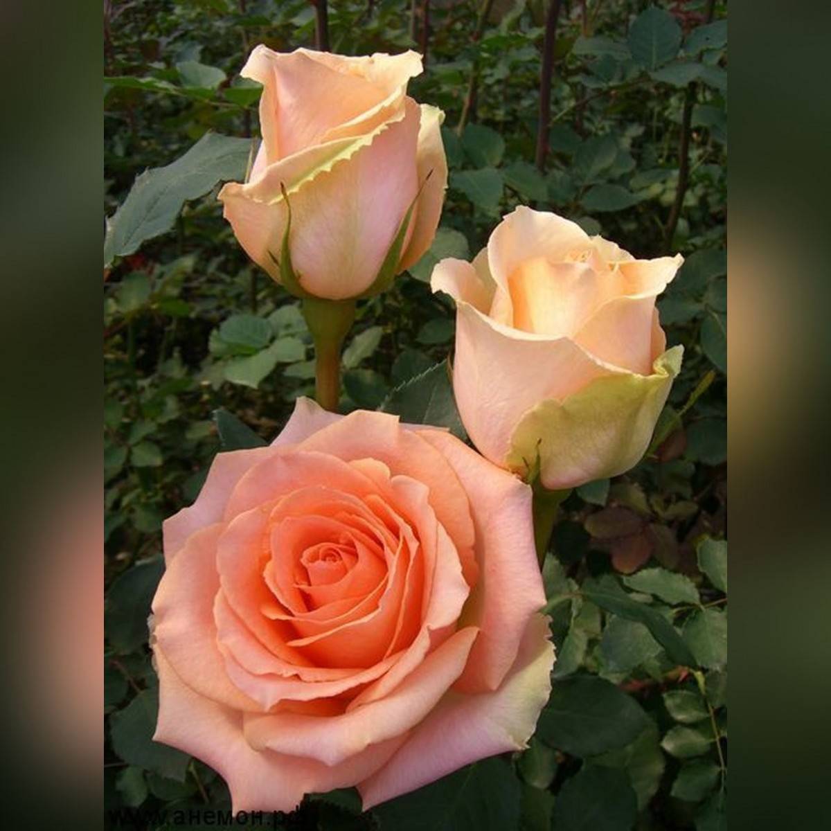 О розе версилия: описание и характеристики сорта чайно гибридной розы