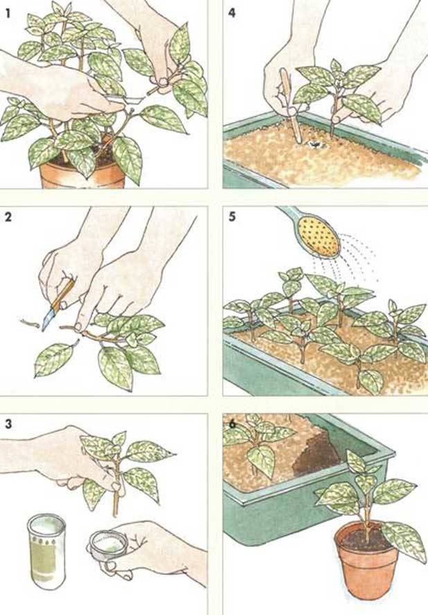 Очиток или седум: описание цветка и виды, размножение и выращивание из семян, посадка и уход в открытом грунте