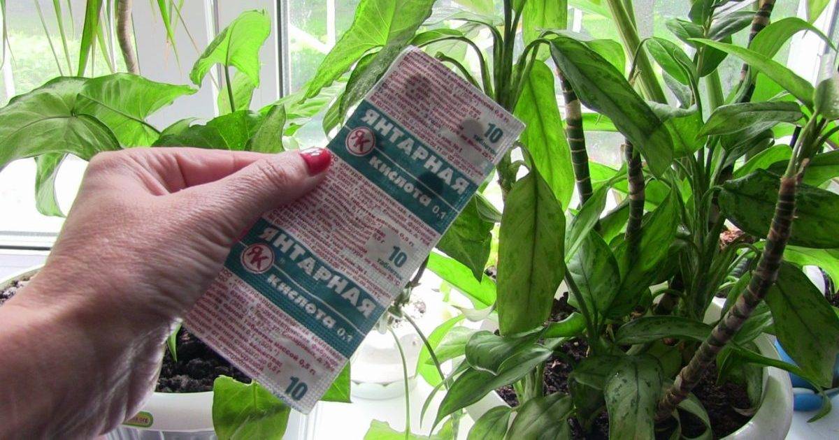 Янтарная кислота: применение для растений, отзывы