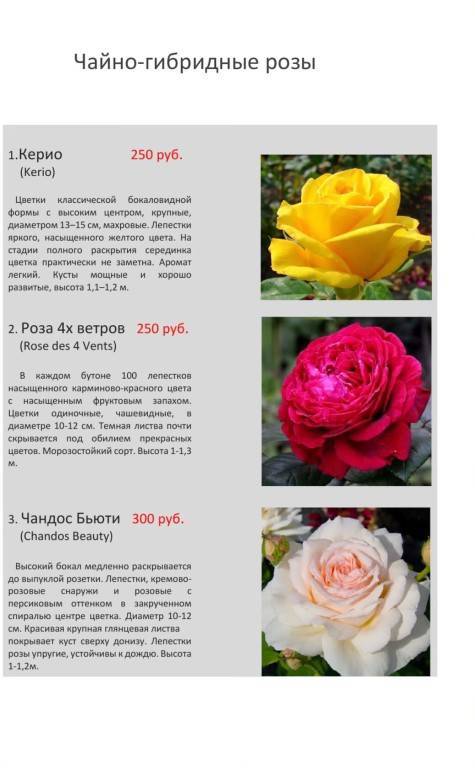 Розы чайно-гибридные: характеристика сортов. чайно-гибридные розы: посадка и уход
