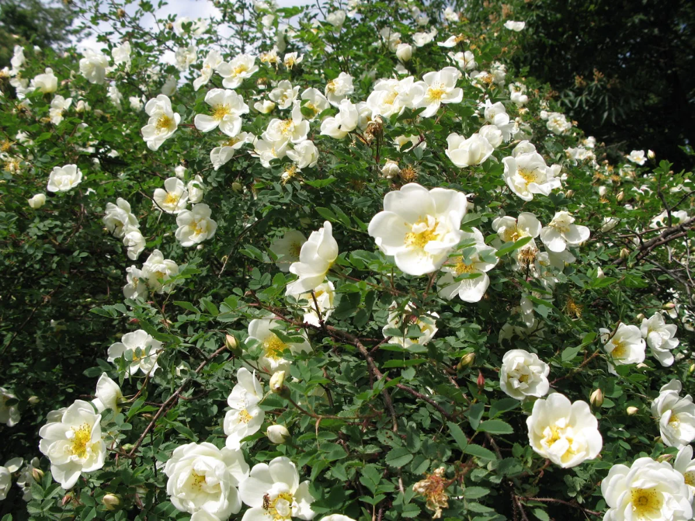 Дикие розы купить. Шиповник колючейший Rosa pimpinellifolia. Шиповник колючейший Rosa spinosissima. Шиповник колючейший махровый (белый шиповник).
