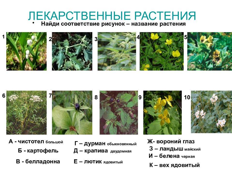 Лекарственные растения россии - названия, фото и описание — природа мира