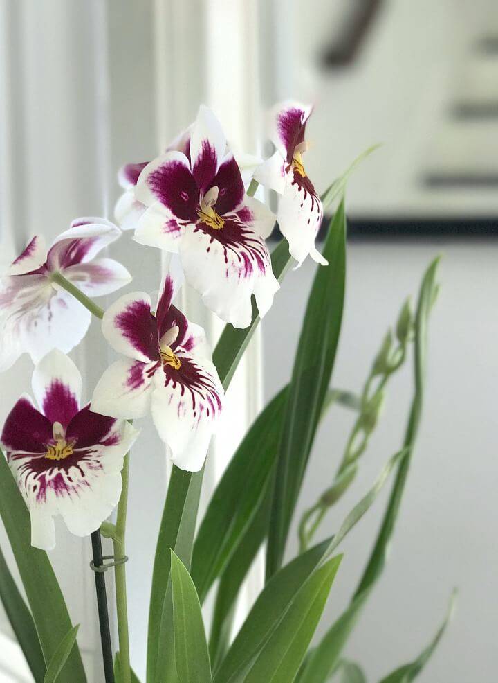 Орхидея мильтония: уход в домашних условиях