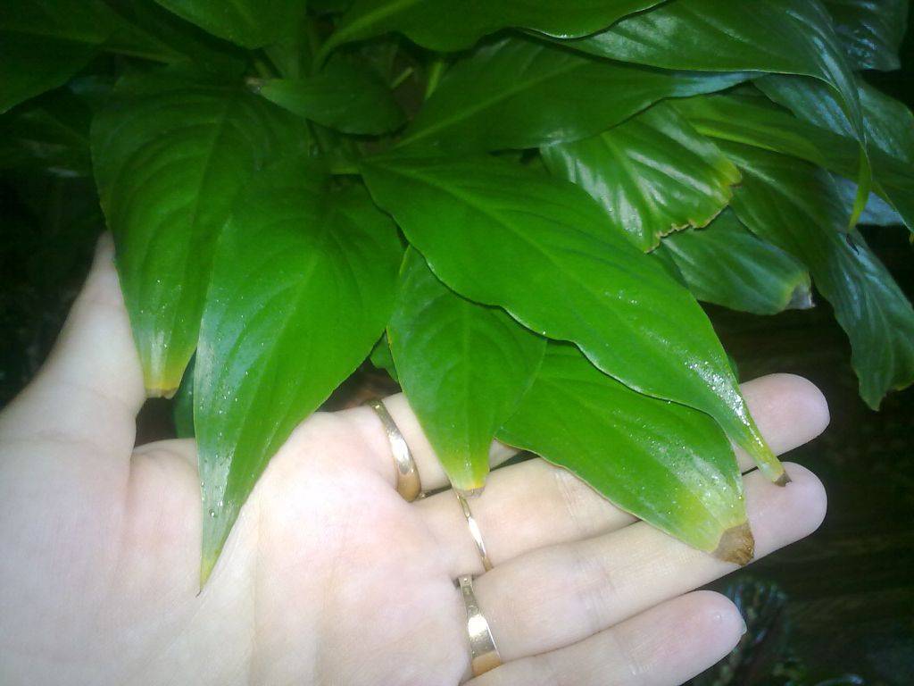 У спатифиллума сохнут и чернеют кончики листьев: 5 шагов как быстро реанимировать цветок