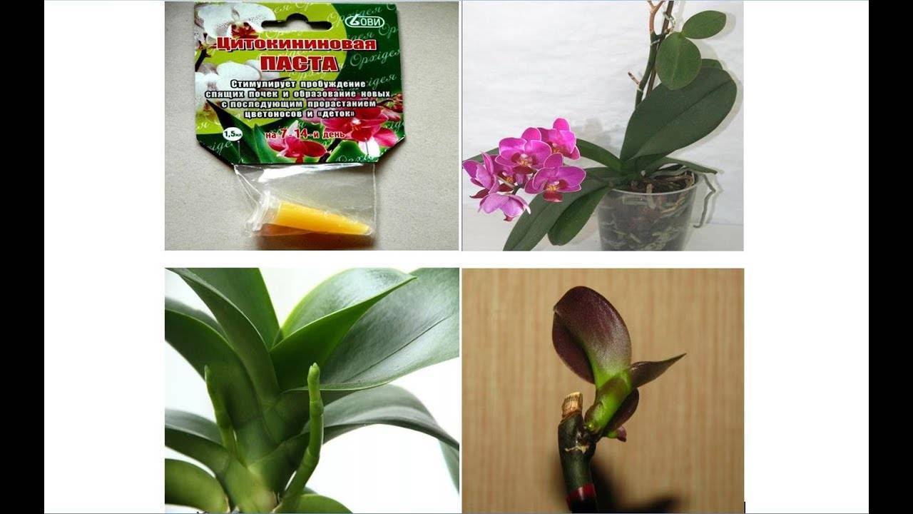 Цитокининовая паста для орхидных