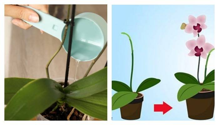 Как правильно поливать орхидеи для роста и цветения