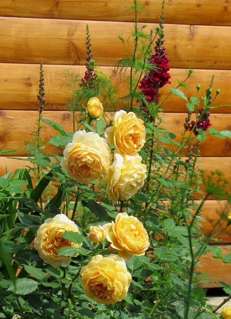 Роза голден селебрейшен (golden celebration) — описание сорта