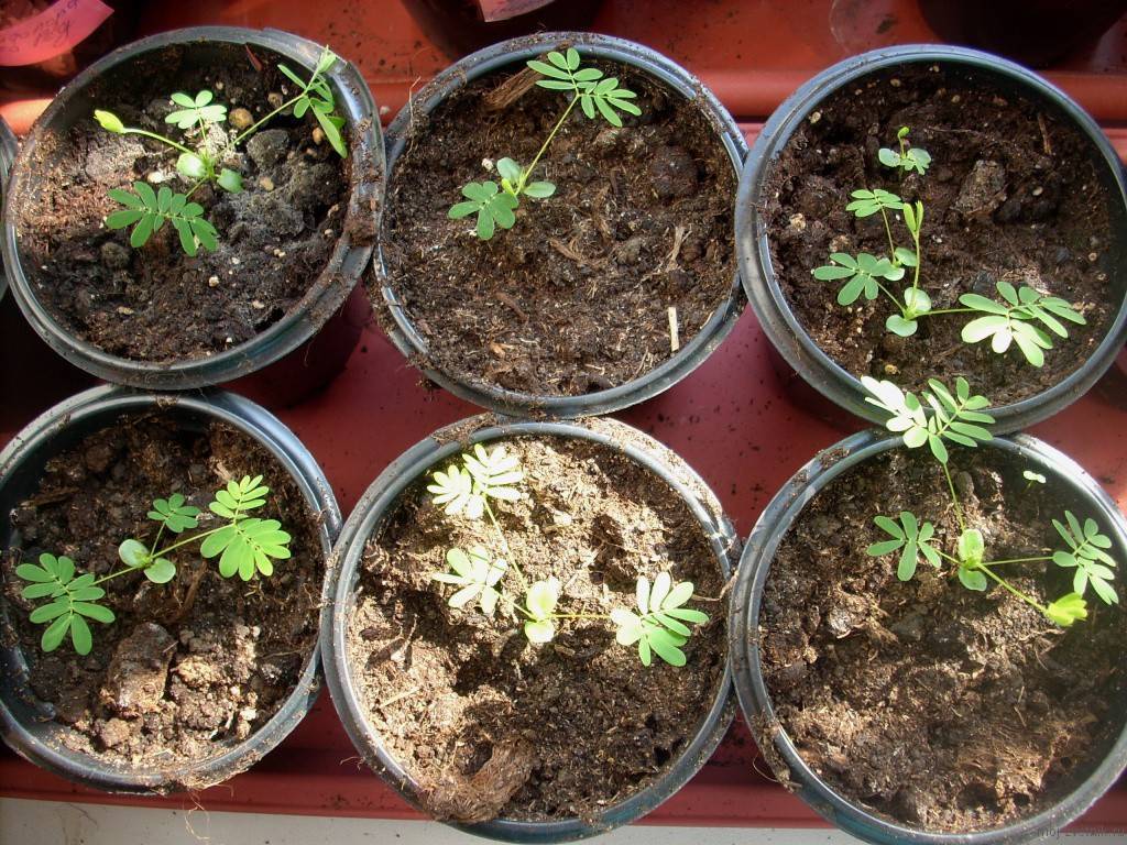 Мимоза: выращивание и уход за растением