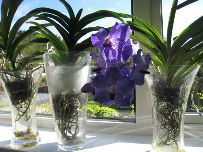 Орхидея ванда – виды с фото, уход в домашних условиях
