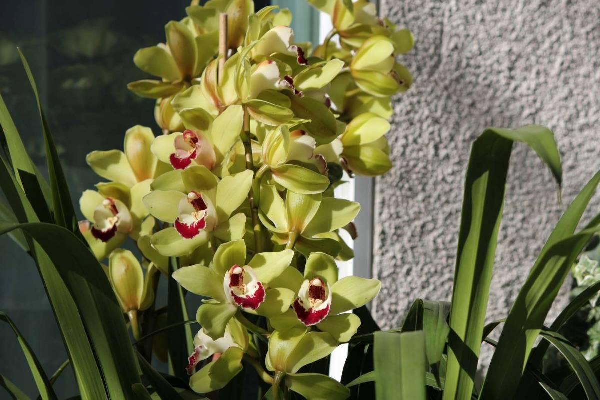 Орхидея цимбидиум: как правильно ухаживать, подкормить, полить