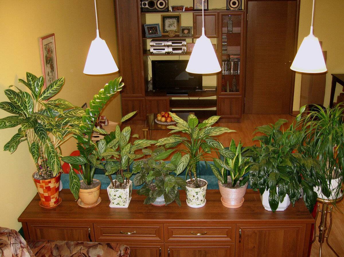 Какие тенелюбивые комнатные растения выбрать для прихожей - размещение и уход ????