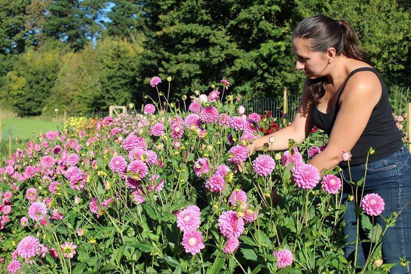 Секреты летнего ухода для яркого цветения георгин