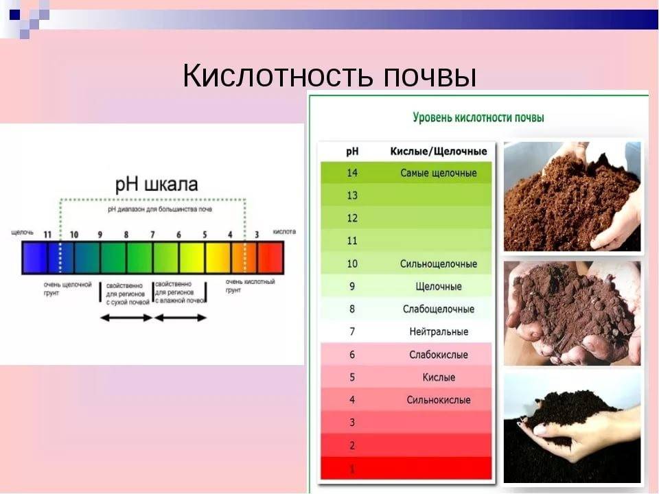 Кислотность почвы для растений таблица
