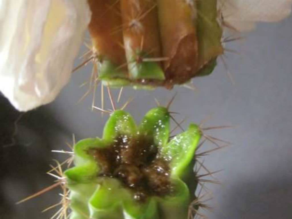 Как выращивать кактусы в домашних условиях: 6 правильных шагов от эксперта