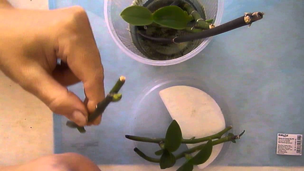 Размножение фаленопсиса черенками в домашних условиях