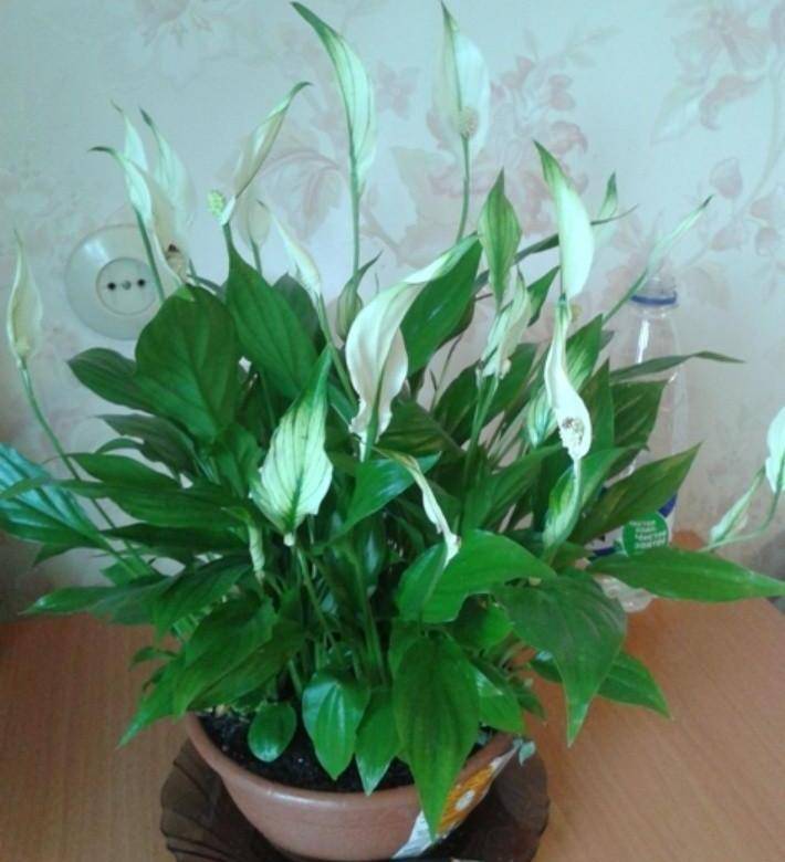 Ароматный спатифиллум шопен: описание, фото и особенности выращивания цветка