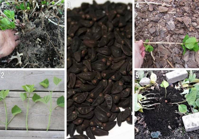 Как вырастить гортензию из семян: посадка и уход в саду, в домашних условиях