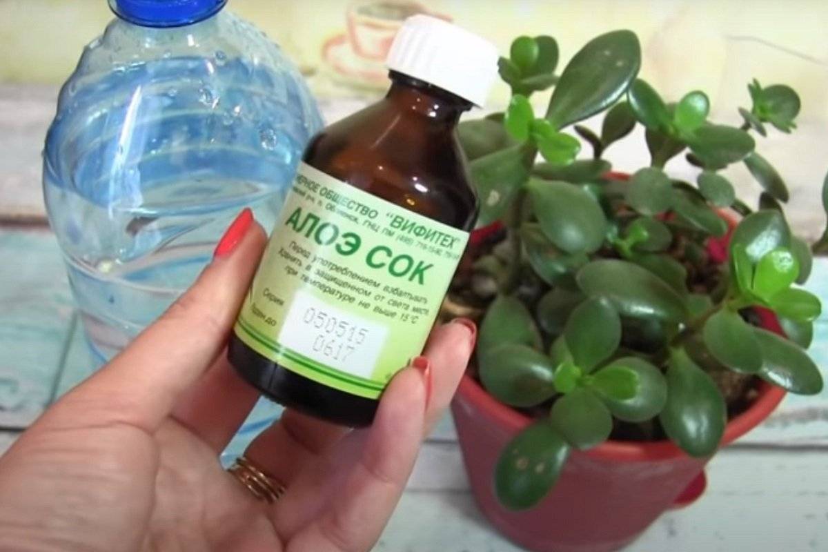 Как можно использовать касторовое масло в уходе за комнатными растениями