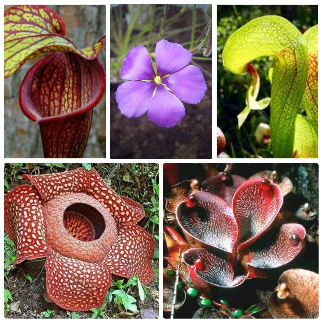 15 самых редких и удивительных растений в мире