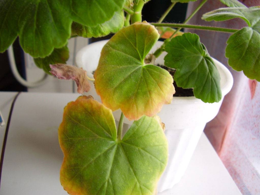 Почему у герани желтеют листья в домашних условиях — причины и лечение