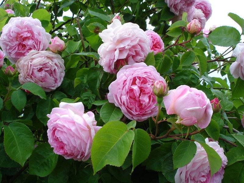 Розы-шрабы: описание, сорта, уход и выращивание