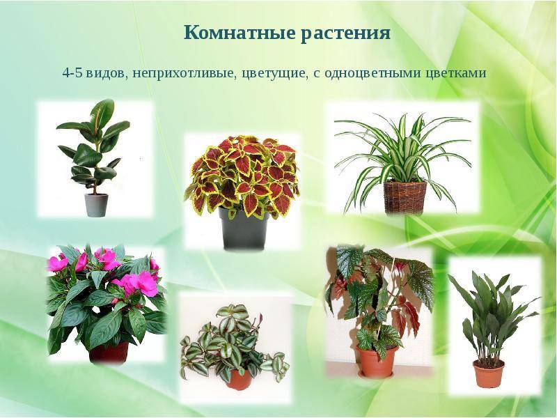 Неприхотливые комнатные растения: самые выносливые домашние цветы для выращивания