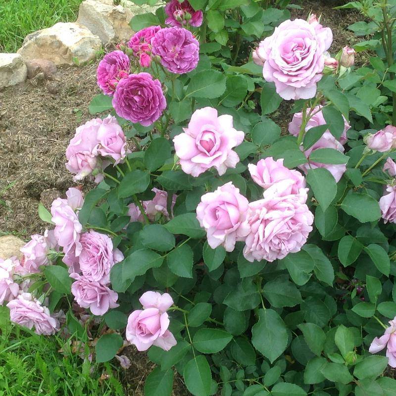 12 топ сортов почвопокровных роз: название, фото, описание, уход, особенности