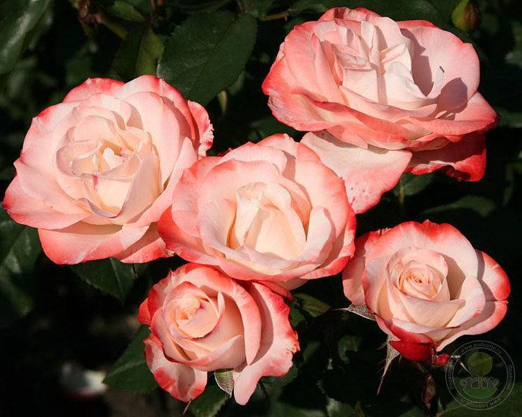 Роза «робуста».  10 достоинств, за которые вы полюбите «робусту» -растения -р -статьи
