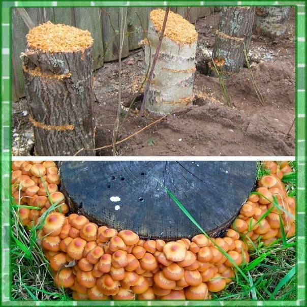 Как вырастить грибы на садовом участке - инструкция, применение﻿