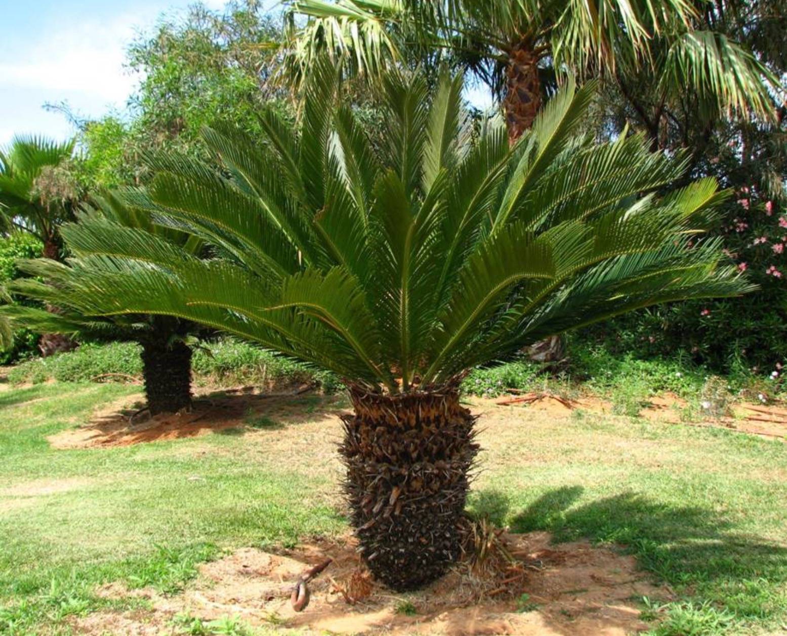 Цикас (саговник) — особенная пальма