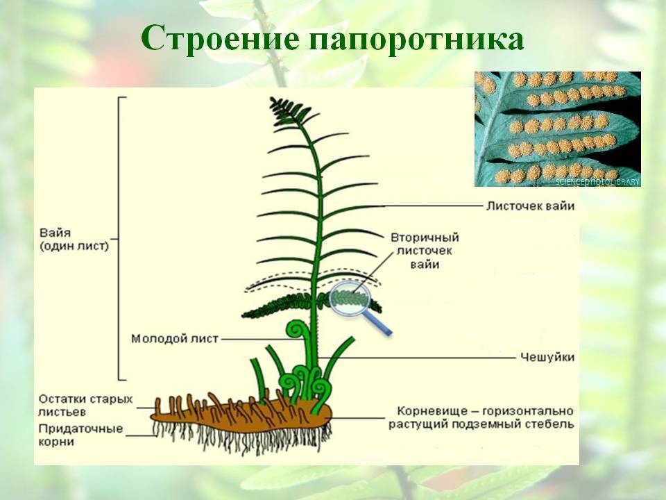 Описание строения папоротников: корни, стебли, вайя папоротниковых растений