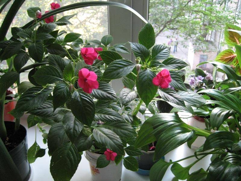 Цветок ванька мокрый: уход в домашних условиях, выращивание цветов