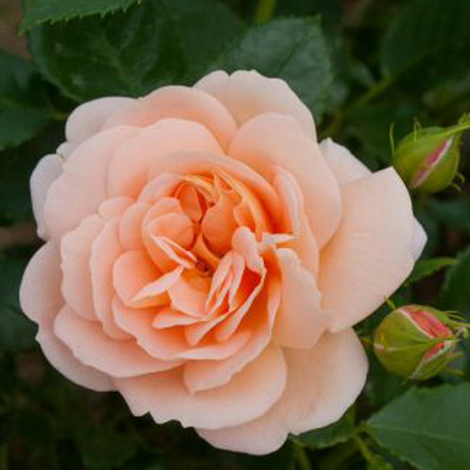 Роза гейша: история, описание и характеристики сорта + нюансы посадки и ухода, применение в декоре сада, отзывы дачников