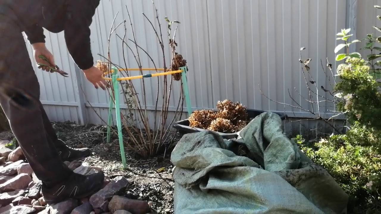 Укрытие крупнолистной гортензии на зиму – личный опыт садоводов