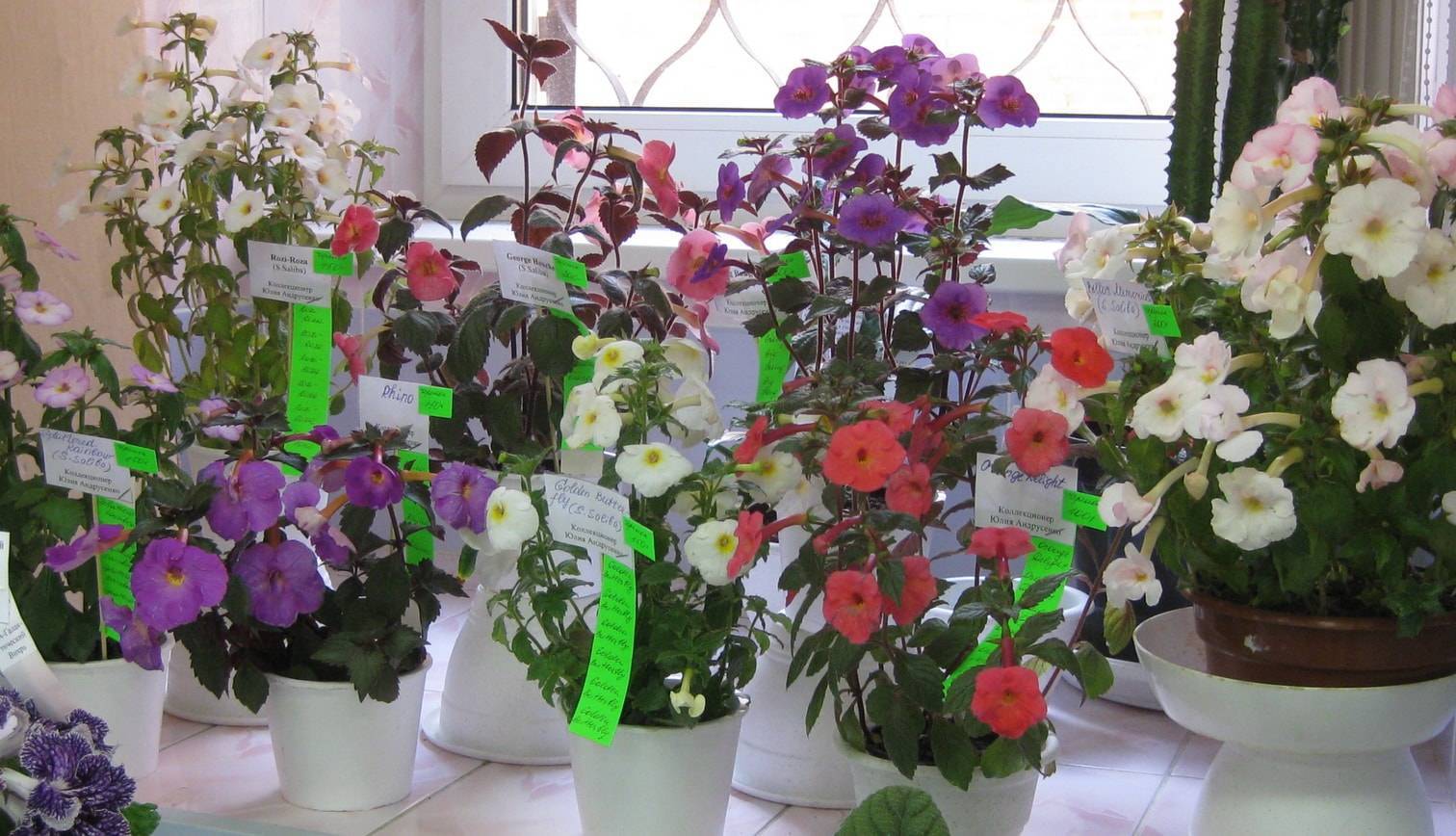 Ахименес: все нюансы ухода за цветком и его выращивания в домашних условиях + фото и видео