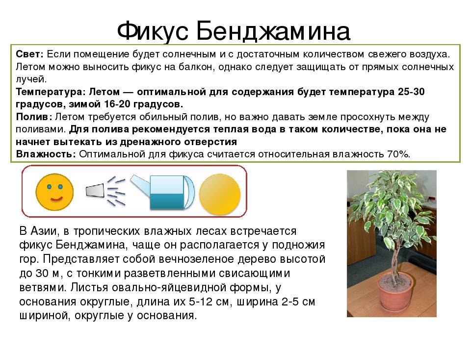 Араукария - уход за домашним цветком | подробное описание растения