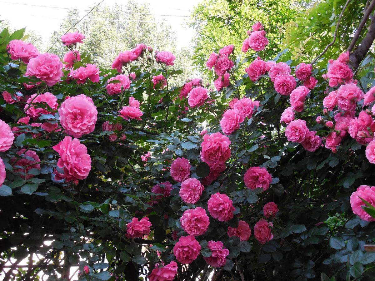 Плетистые розы кордес: выращивание, описание и лучшие сорта