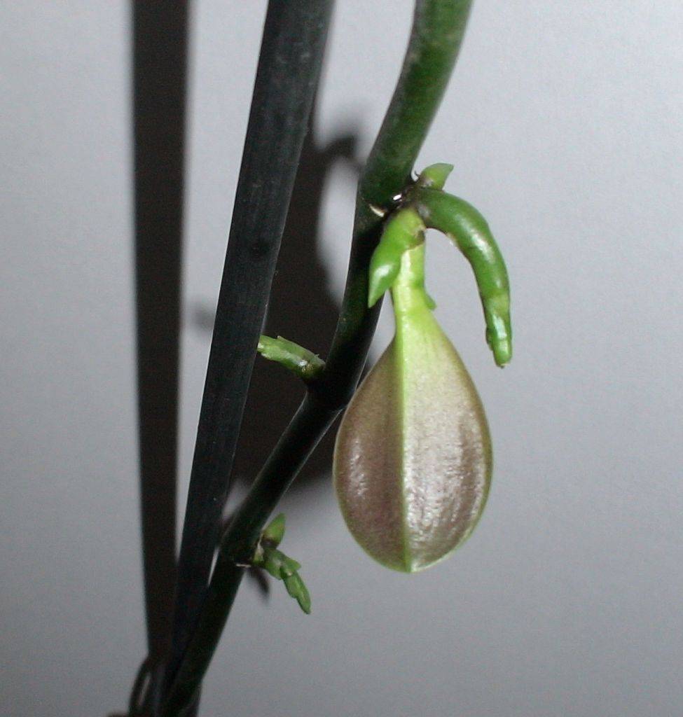 Применение цитокининовой пасты для орхидей - herbgid.ru