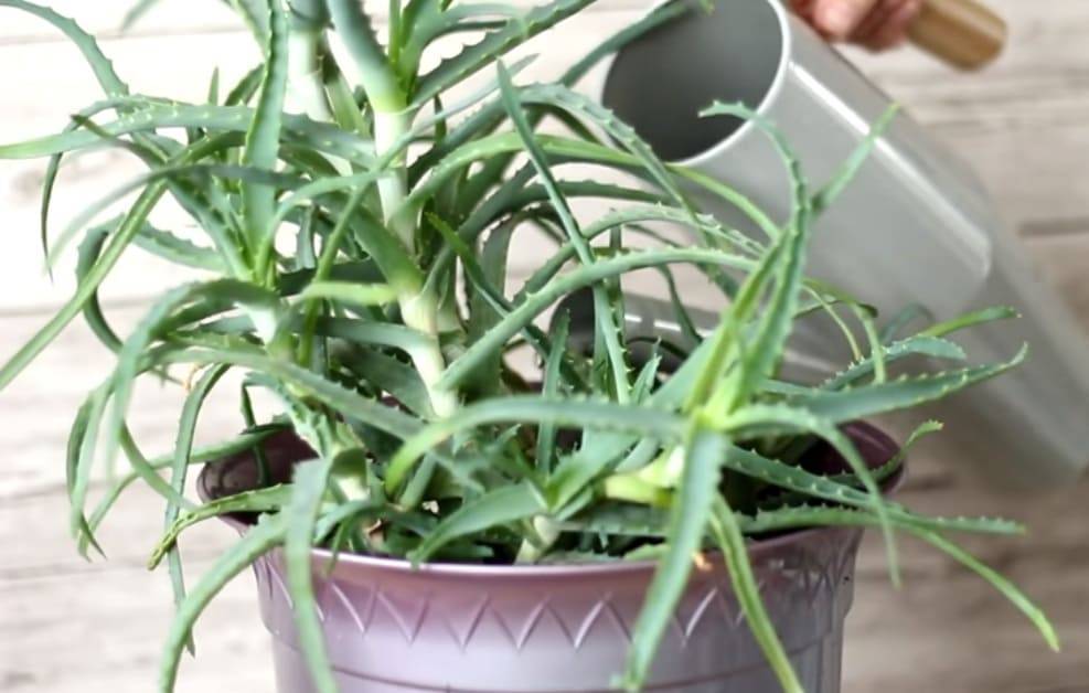 Как поливать алоэ вера правильно: в каких органах растение запасает влагу, как часто нужно увлажнять в домашних условиях, сколько раз надо орошать зимой?дача эксперт