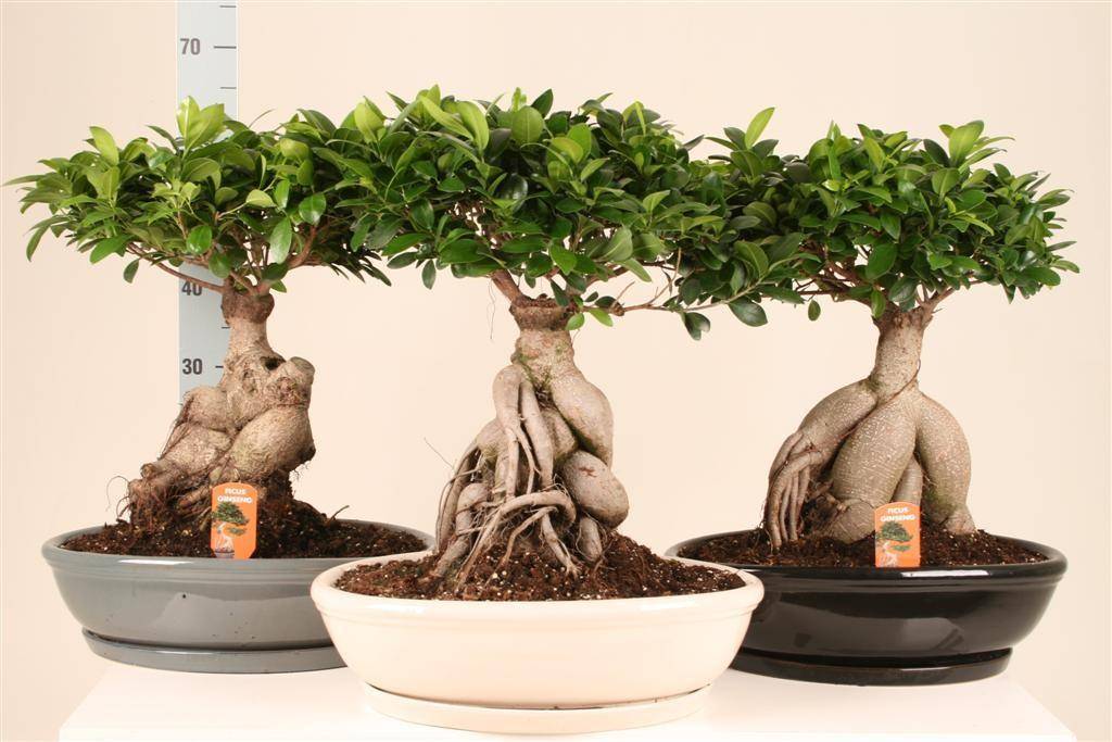 Фикус микрокарпа бонсай - миниатюрное дерево