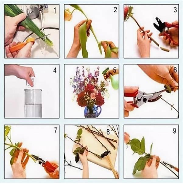 Обрезка комнатных растений: когда можно провести, в какие благоприятные дни по лунному календарю, чем лучше обработать домашние цветы после формирования кроны?