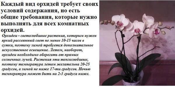 Орхидея - описание цветка и подробности ухода за ним (85 фото)