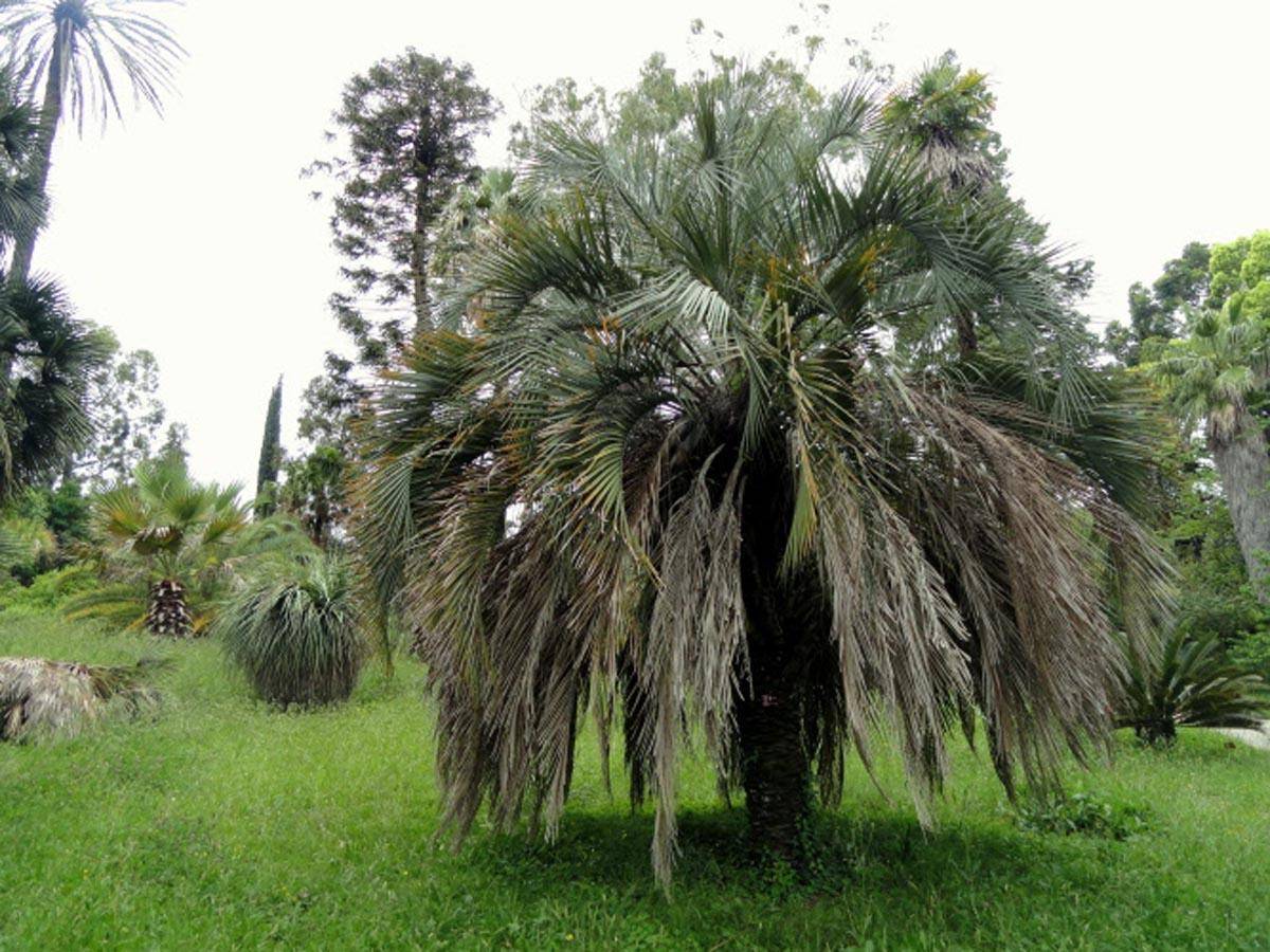 Что растет на пальме? семейство пальмовые. кокосовая пальма. финиковая пальма. королевская пальма